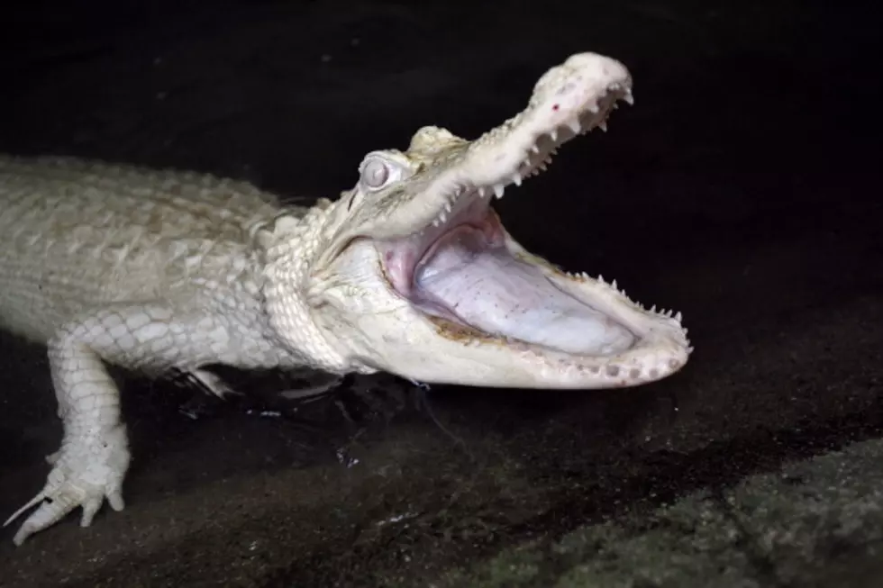 Website Hilariously Predicts Rockford Residents Will Be Killed By Alligators