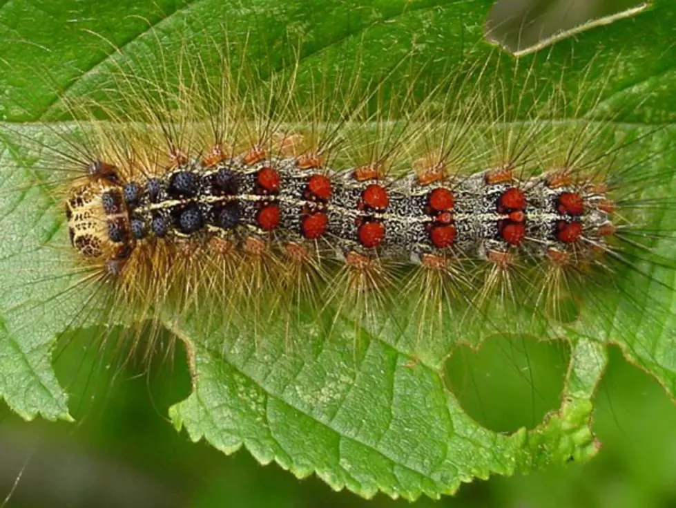 Illinois Residents Asked To Be On The Lookout For Destructive Gypsy Moths