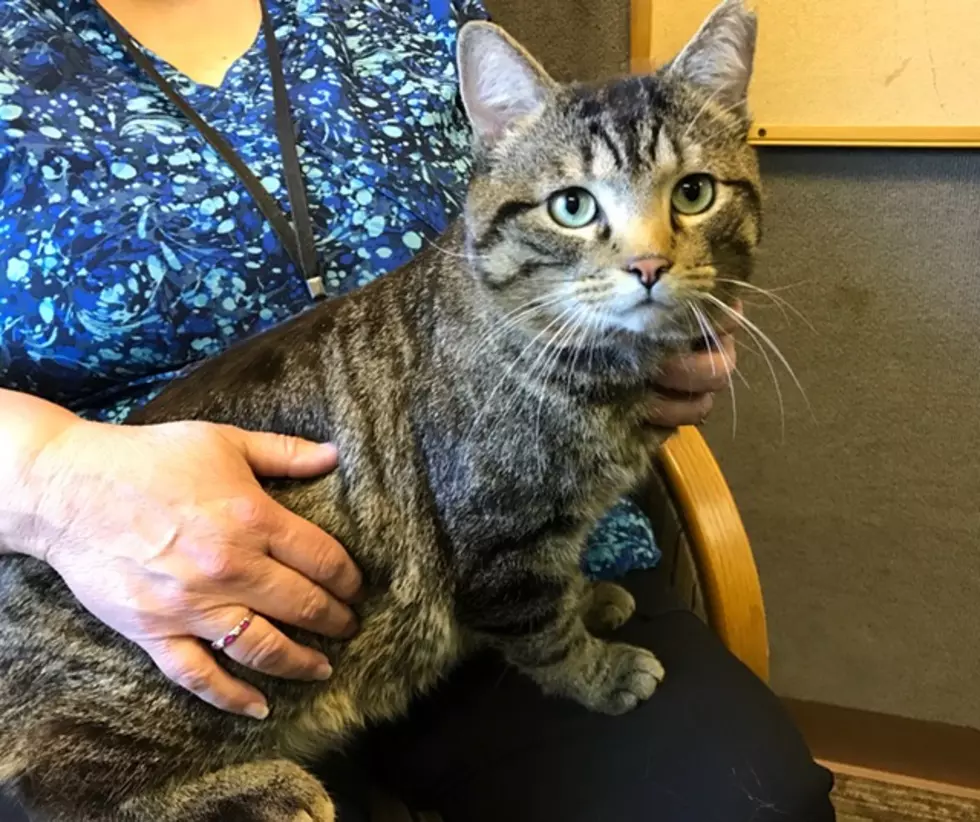 Q98.5 Pet of the Week; Tufts