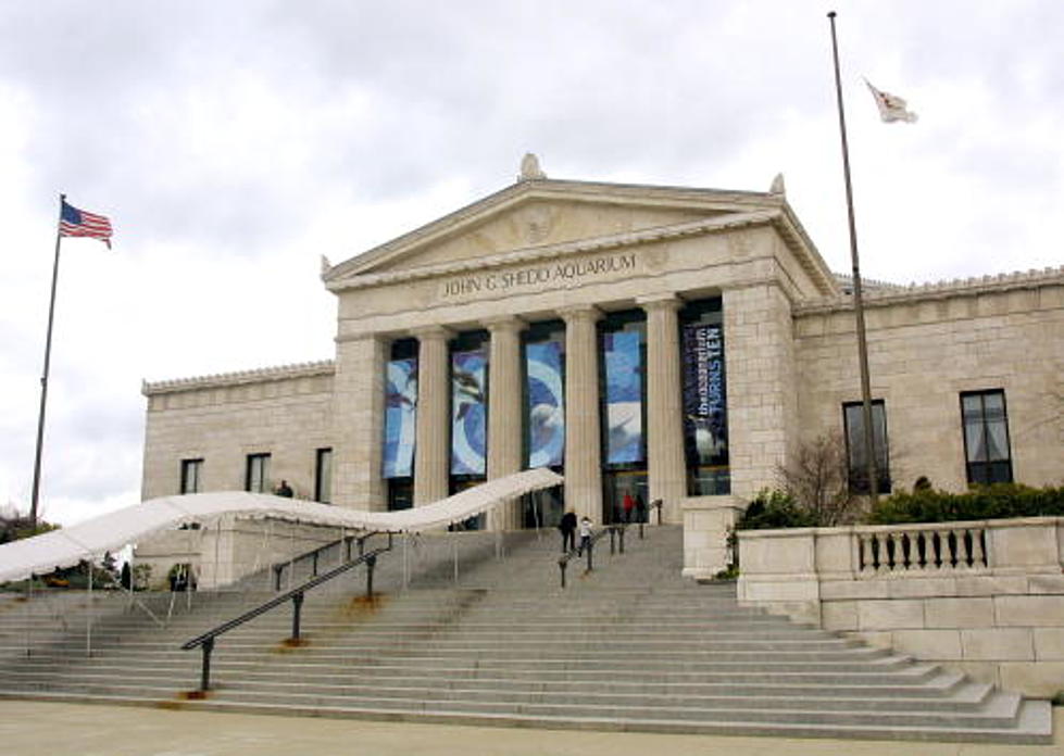 A Trip to Shedd Aquarium May Cost Rockford Residents More