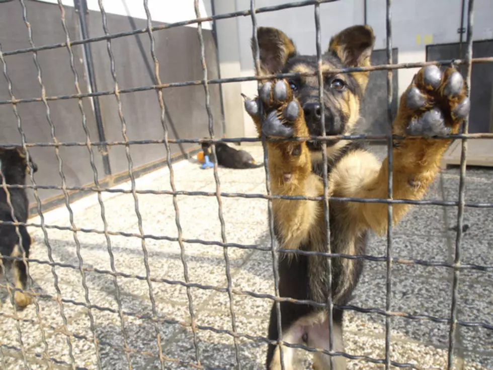 Rescued Dogs From a Meat Farm are Ready for Adoption in Wisconsin