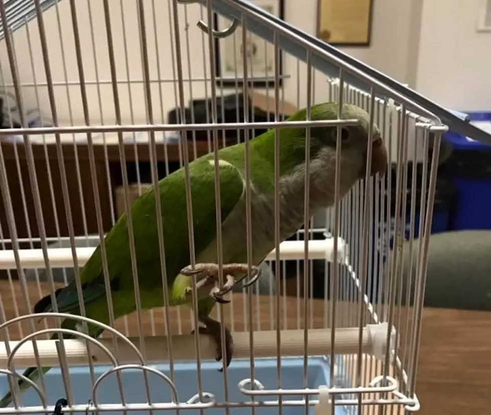 Rockford Museum Looking for Owner of Lost Parrot