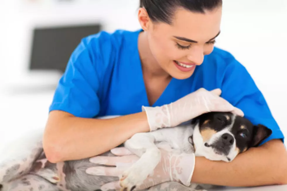 Get Your Pet Vaccinated For Free Next Month in Rockford