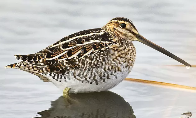 Snipe Birds Making a Rare Appearance At A Rockford Area Forest Preserve
