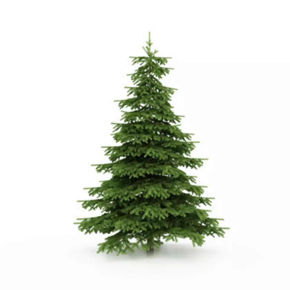 Where to Recycle Your Christmas Tree in Rockford
