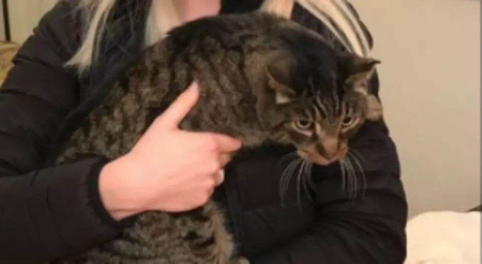 Cat Dead For 10 Years Is Found Alive
