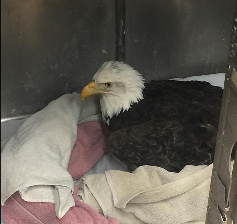 Hoo Haven Needs Help Treating Several Injured Bald Eagles