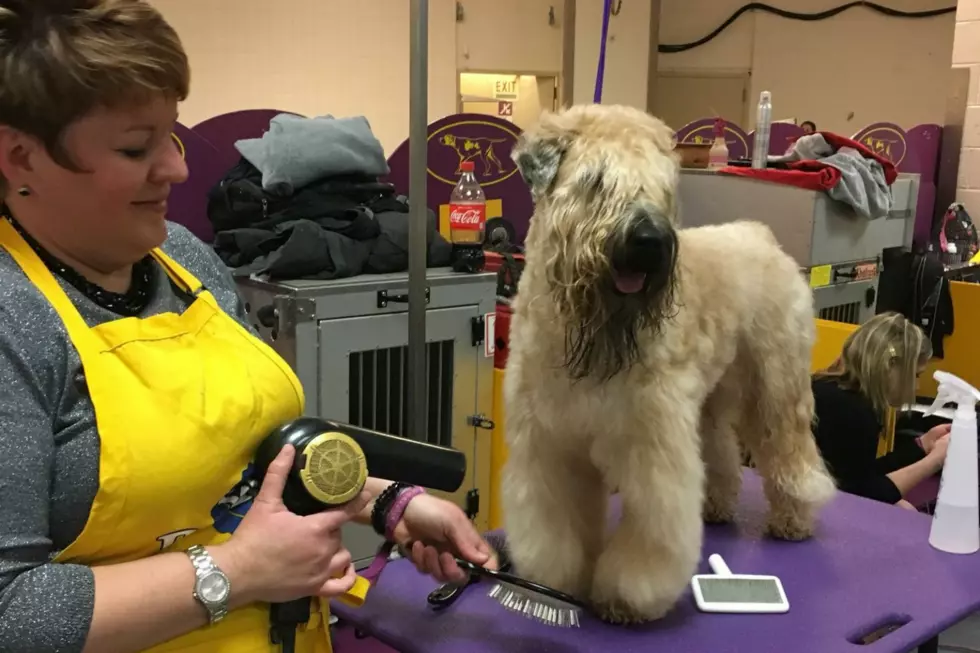 Belvidere Dog Handlers Score ‘Best of Breed’ At Westminster