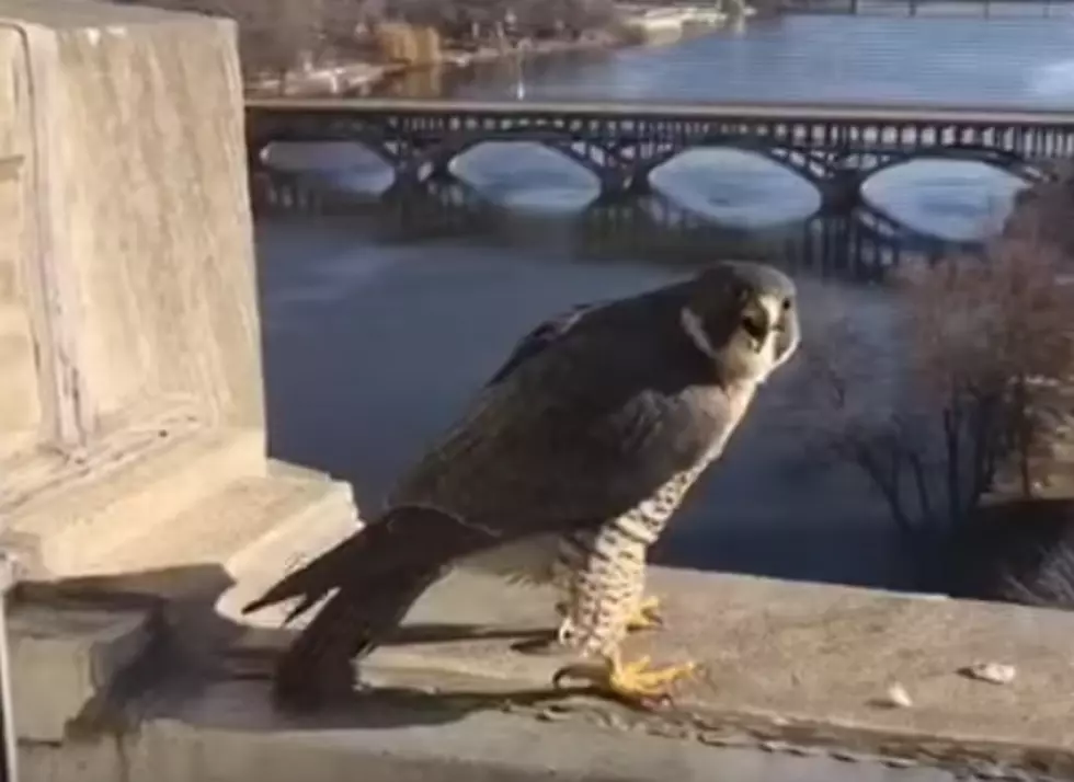 The First Breeding Pair Of Peregrine Falcons Spotted in Rockford