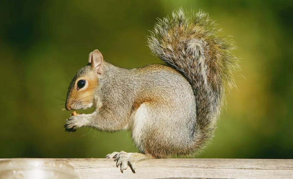 Do Crazy Squirrels in the Fall Mean a Bad Winter Is Ahead?