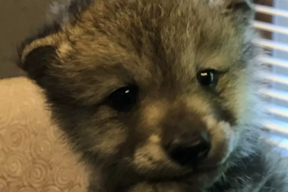 Grey Wolf Puppies Visited Our Studio And I Can't Even