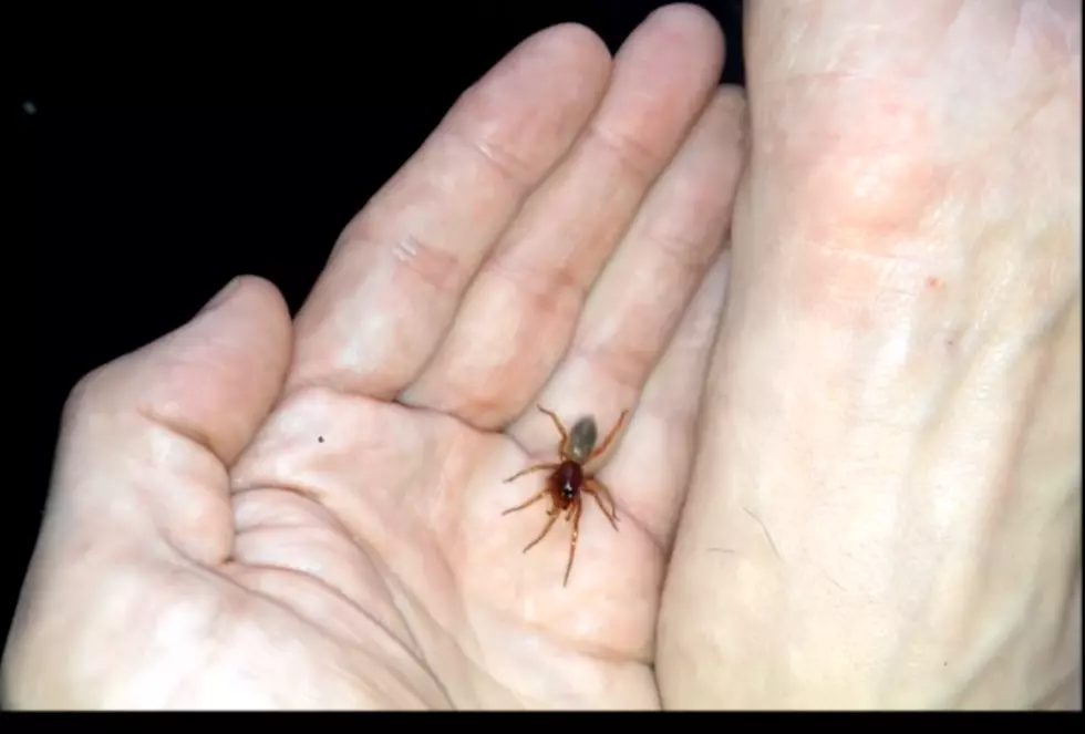 Deadly Spider Post On Facebook Is A Hoax