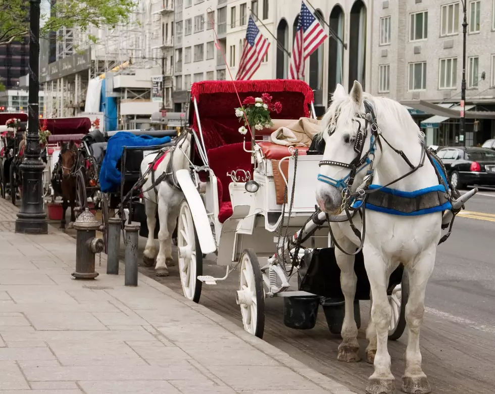 Will Chicago's Horse and Carriage Rides Be Banned?