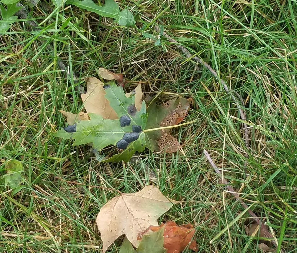 Why Do These Leaves Have Black Spots On Them ?