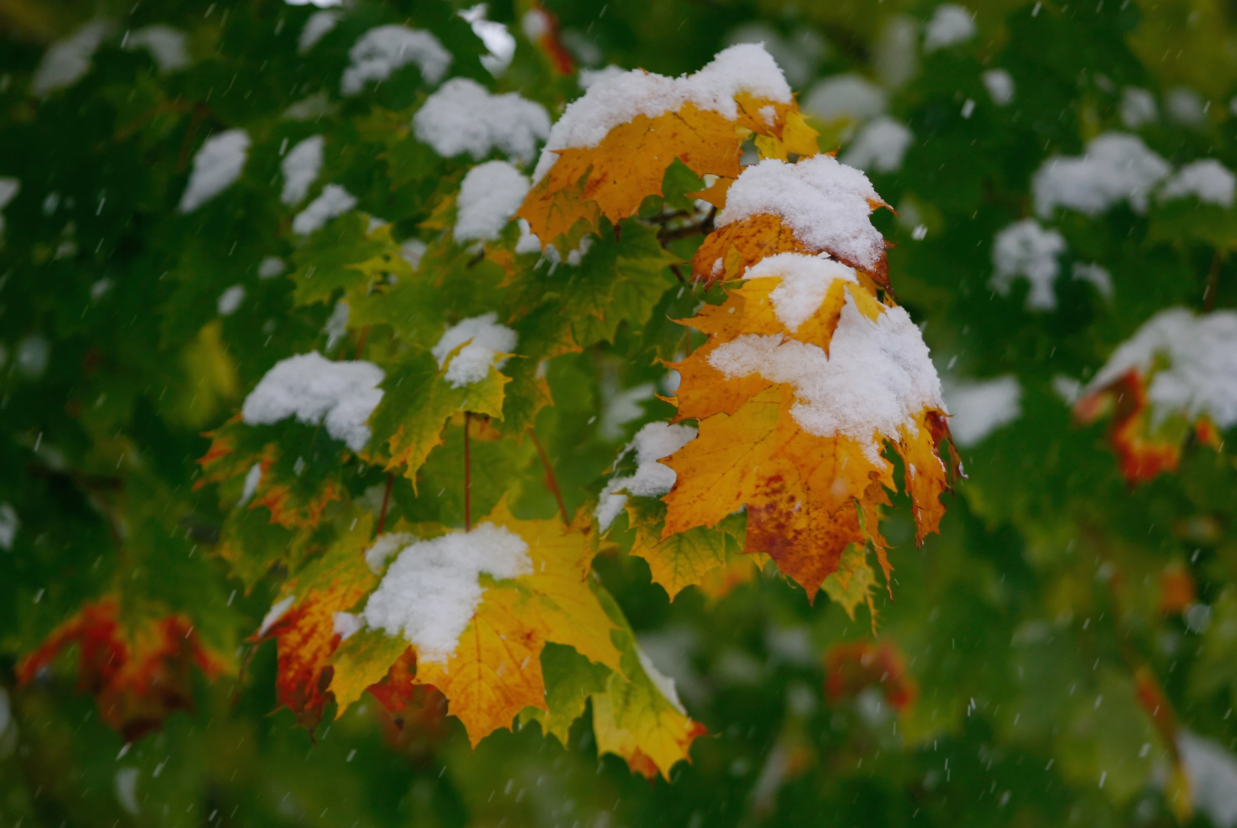 Листья в снегу