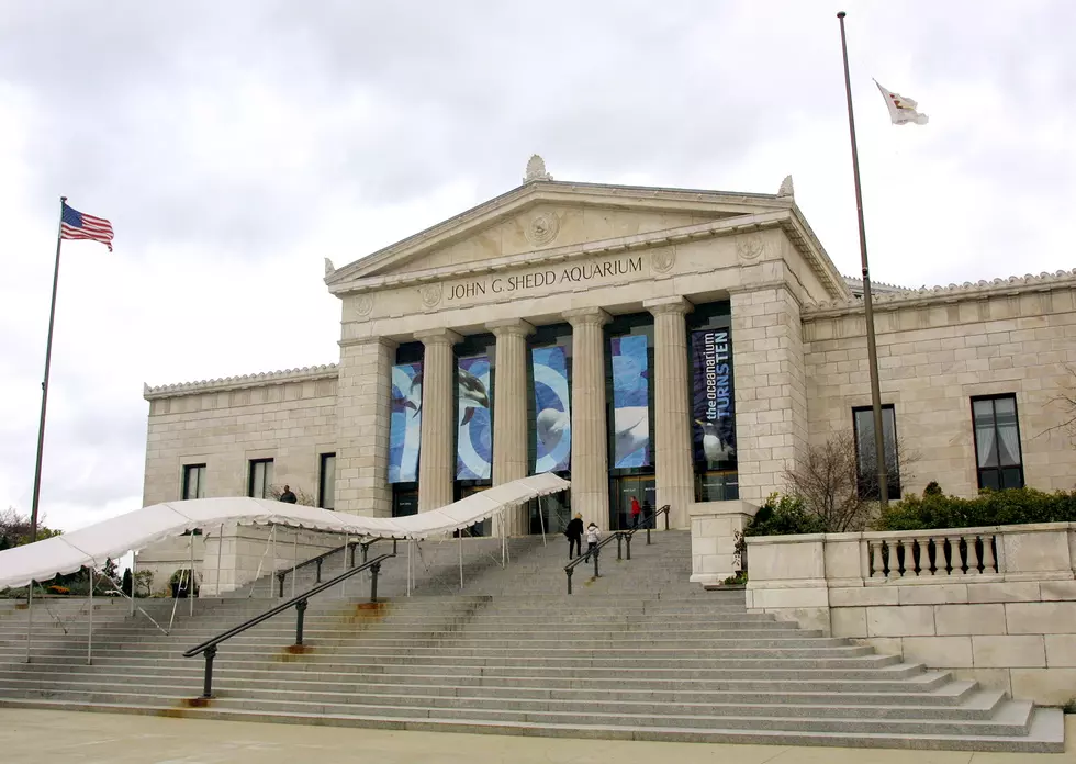 5 Tips For Surviving Free Museum Days In Chicago