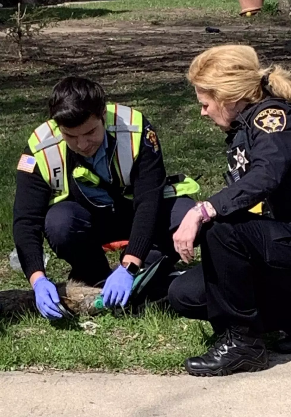 Rockford Fire Resuscitates Cat Rescued From House Fire 