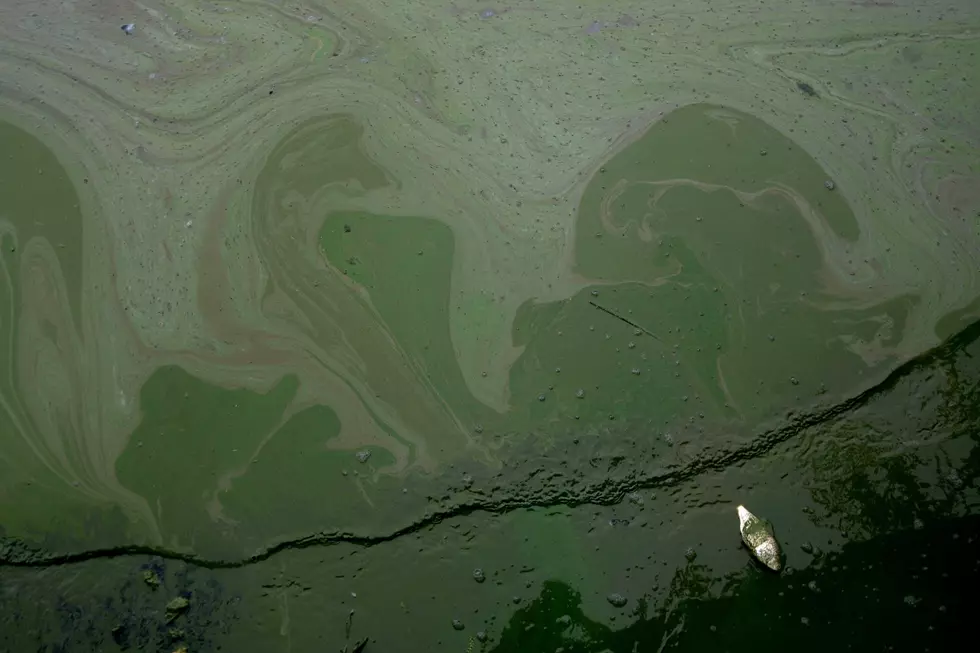 Beware Of Dangerous Blue-Green Algae On IL Water
