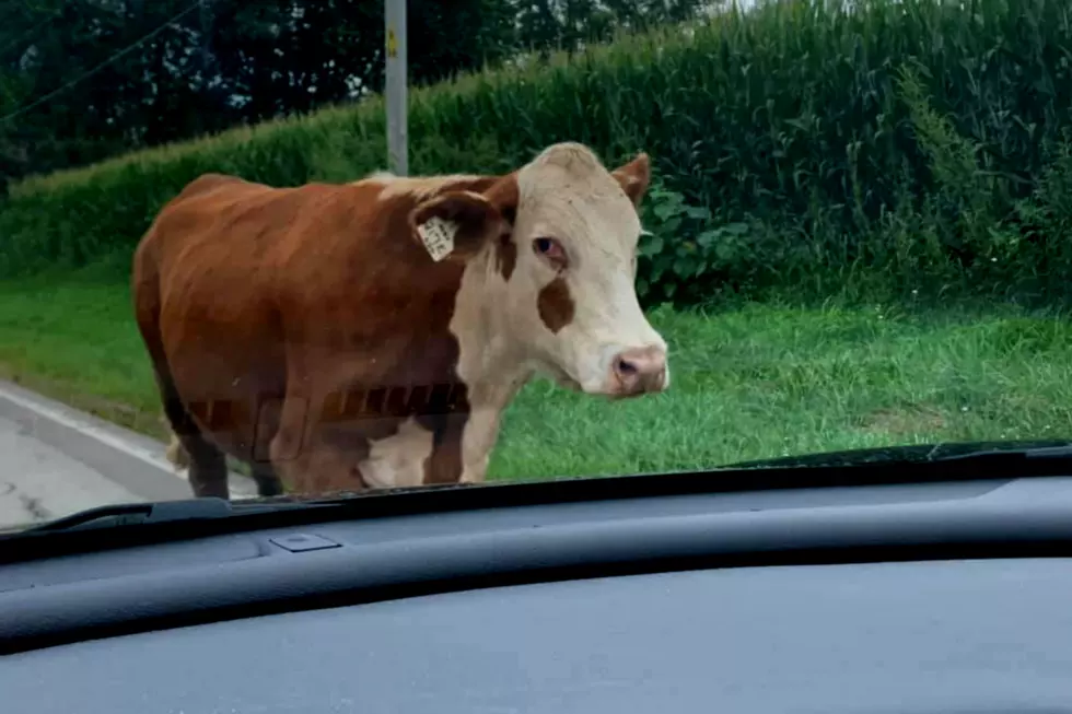 Big Barnyard Animals Slow Down Traffic Outside Rockford