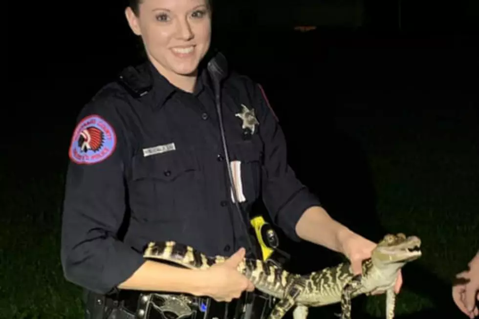 Alligators Aren’t Legal Pets in Winnebago County