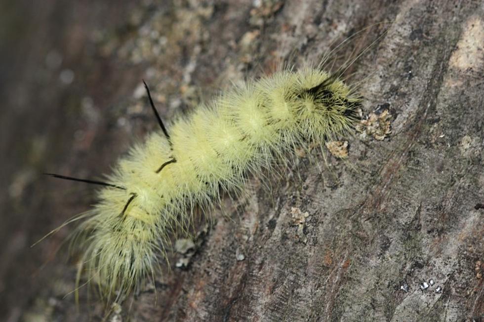 Illinois and Wisconsin Residents, Don’t Touch This Cute Fuzzy Caterpillar