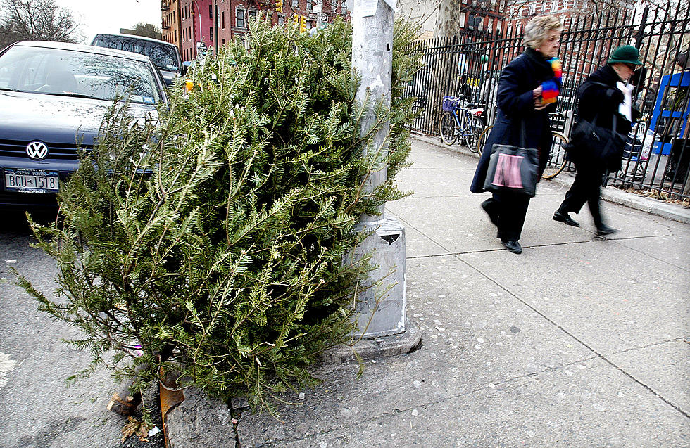 Rockford Area Christmas Tree Recycling Drop Off Locations