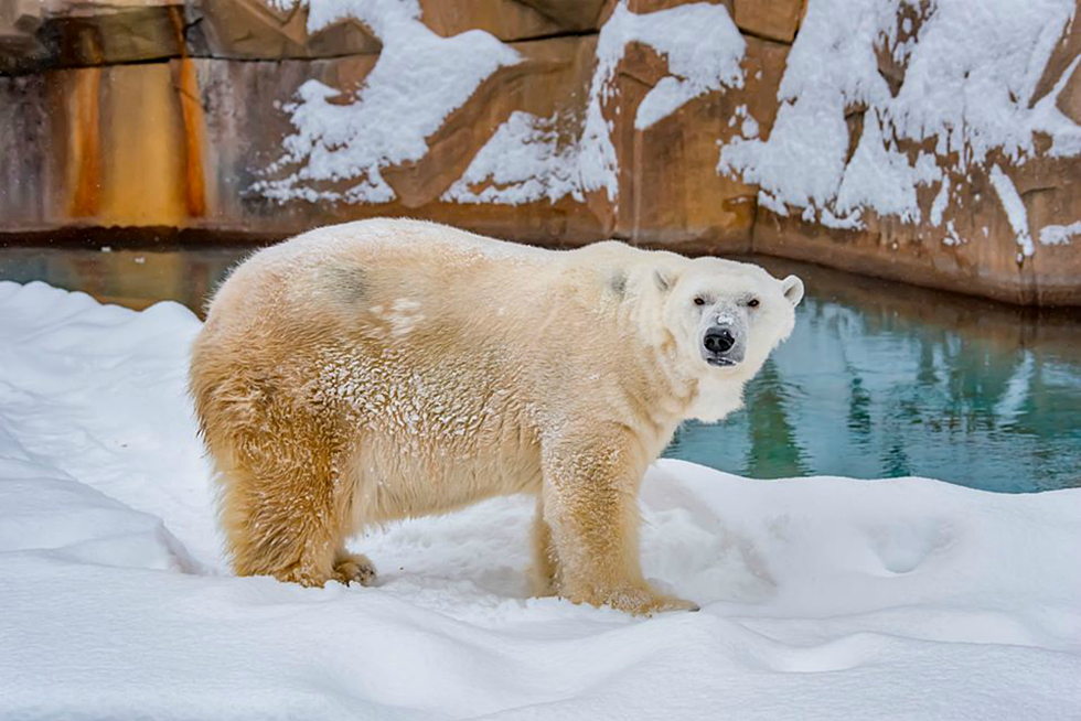 Free Admission at Milwaukee County Zoo During Winter Break