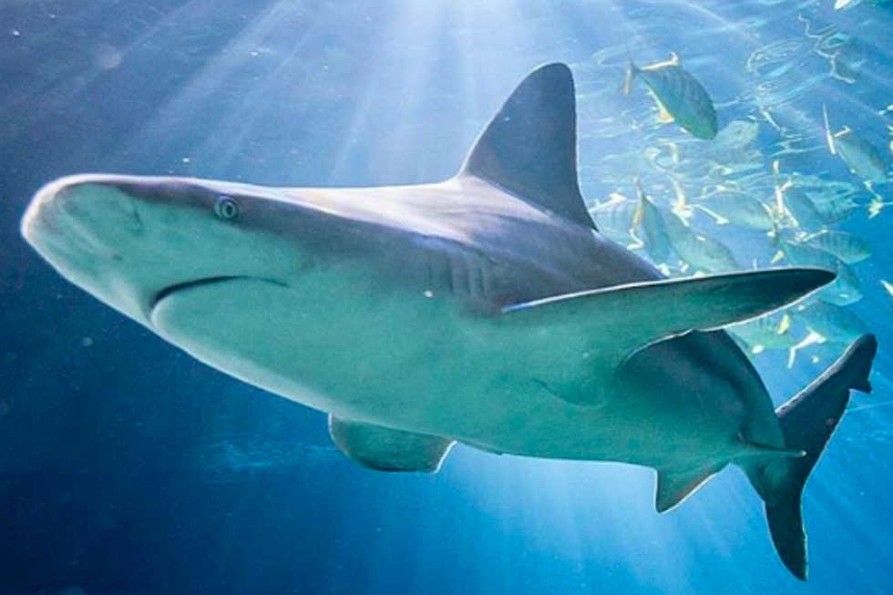 There’s a New Shark Feeding Experience at Chicago’s Shedd Aquarium