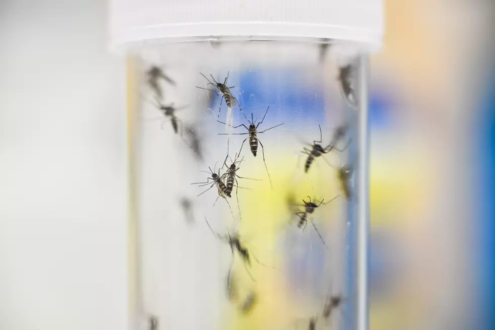 Move Over Murder Hornet, the Asian Tiger Mosquito is in Illinois