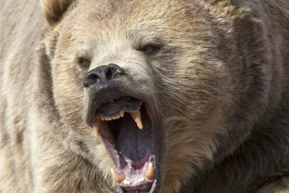 Illinois Man May Have Been Killed By Bear in North Carolina