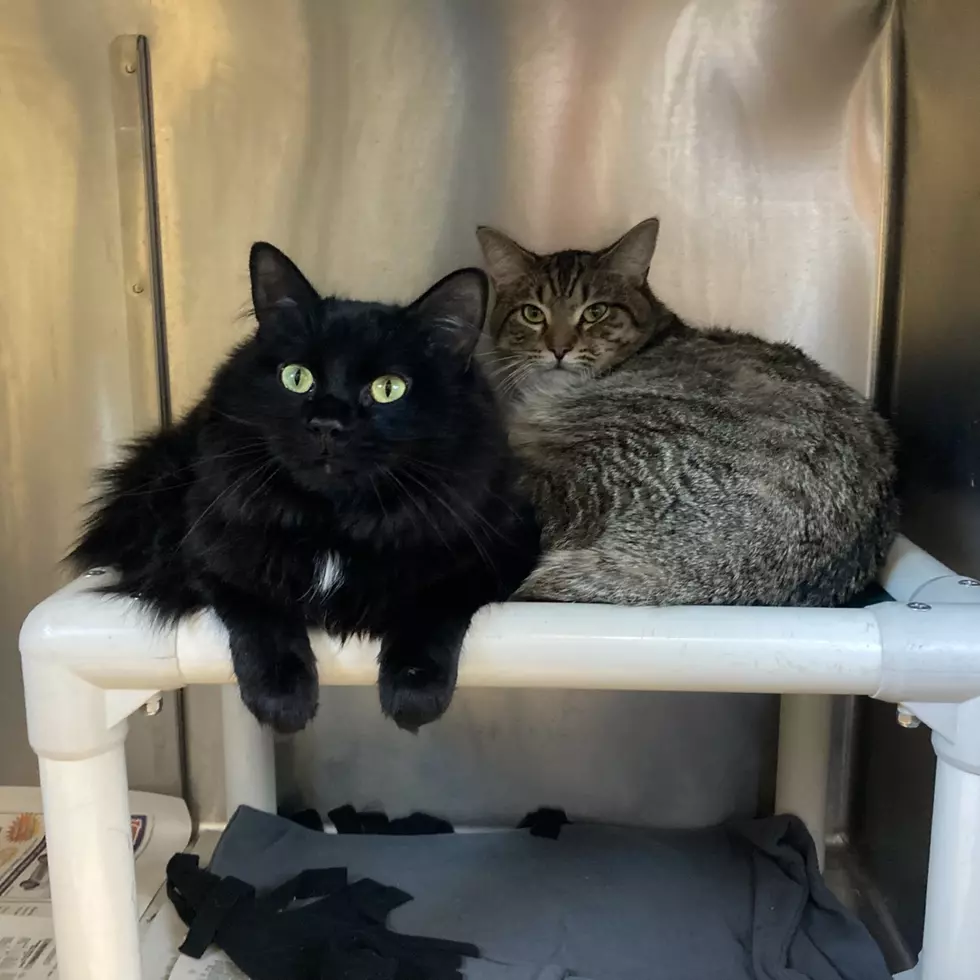 Get Double the Fun By Adopting This Bonded Pair of Kitties