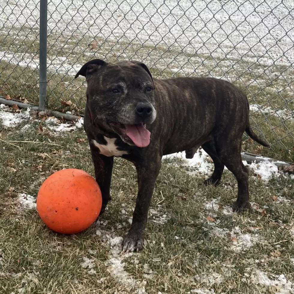 This Senior Dog is Looking for Love in Rockford