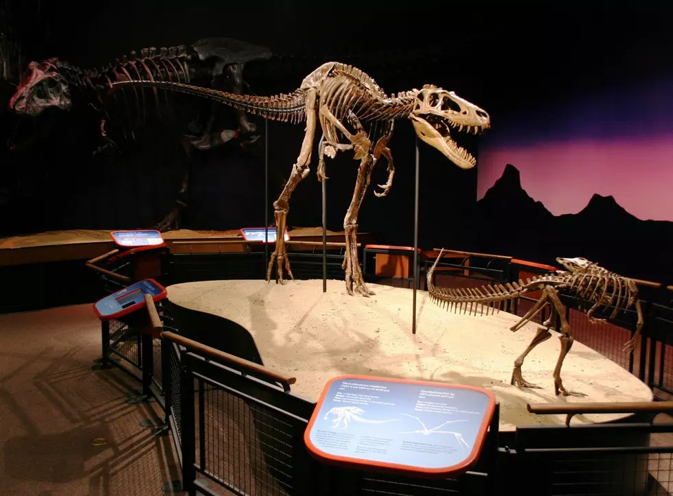Take Your Family To See Rockford’s Dinosaurs For Valentine’s Day