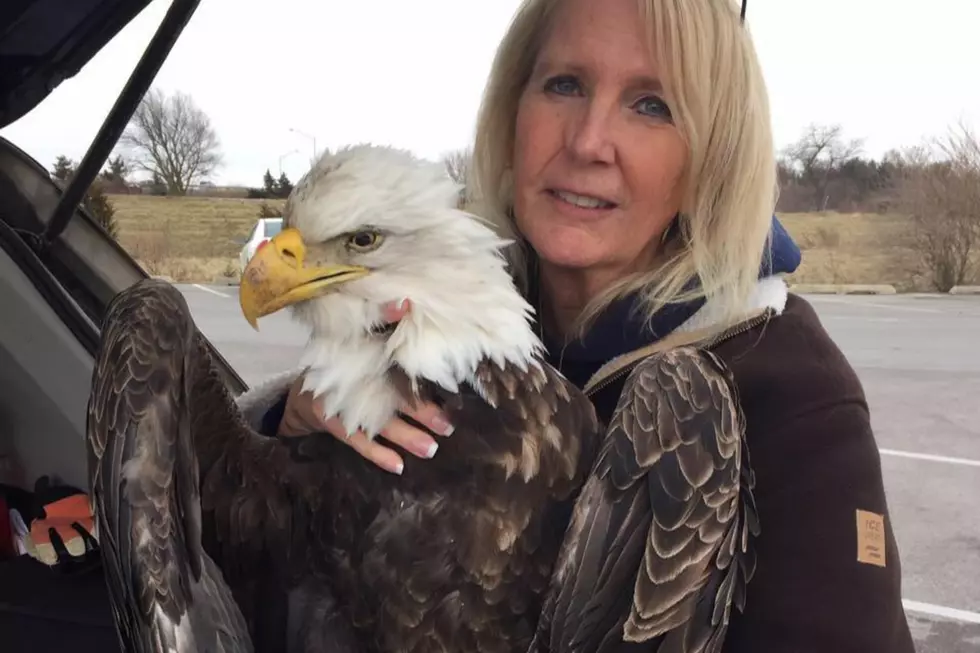 Bald Eagles in Illinois are Dying Due to Hunters' Carelessness