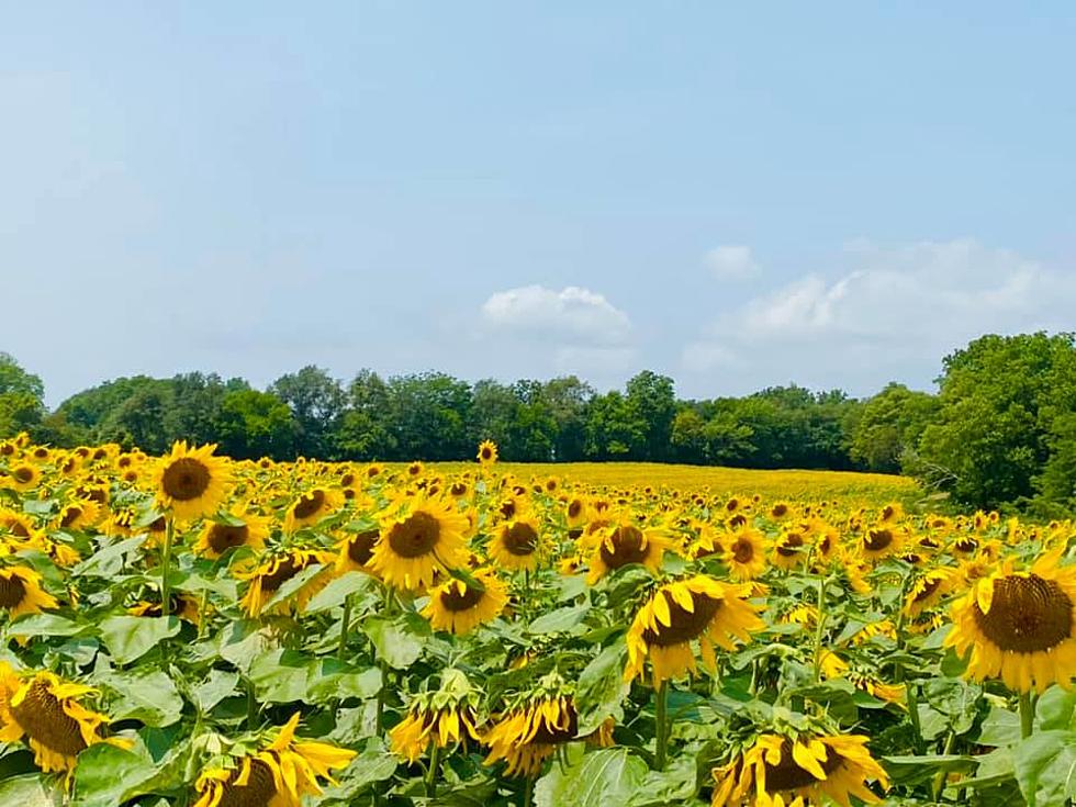 The Hidden Sunflower Field in Pecatonica That You Need to See This Week