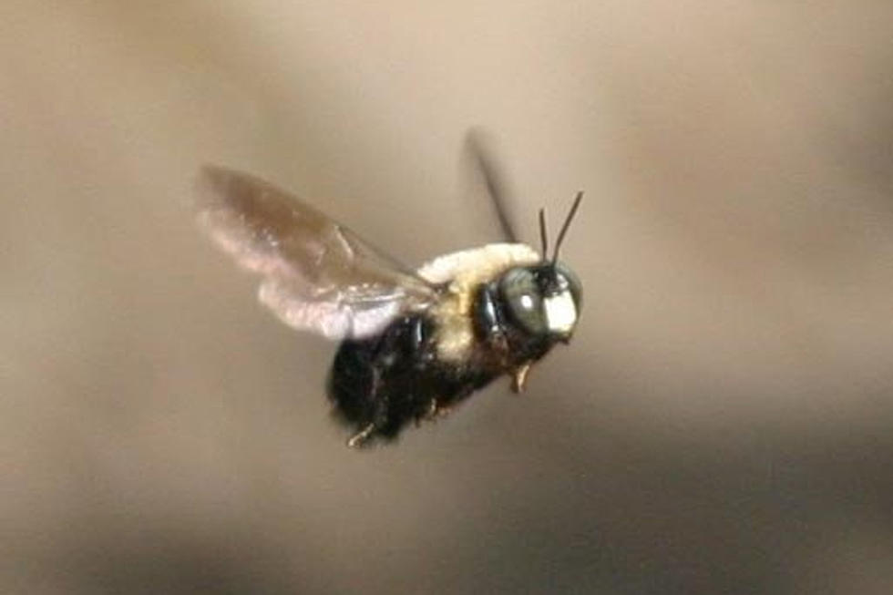 What’s Up With These Savage Little Black Bees Buzzing Around Illinois?