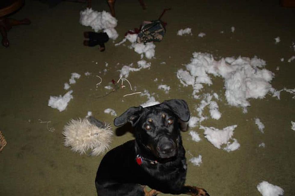 25 Pics of Illinois Dogs Destroying Our Things While We&#8217;re Away