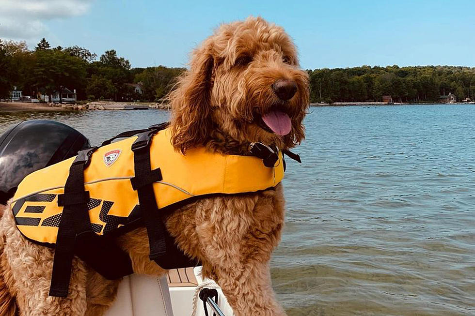 Illinois&#8217; Most Chill Scooter-Riding Doodle Is Guaranteed To Put A Smile On Your Face