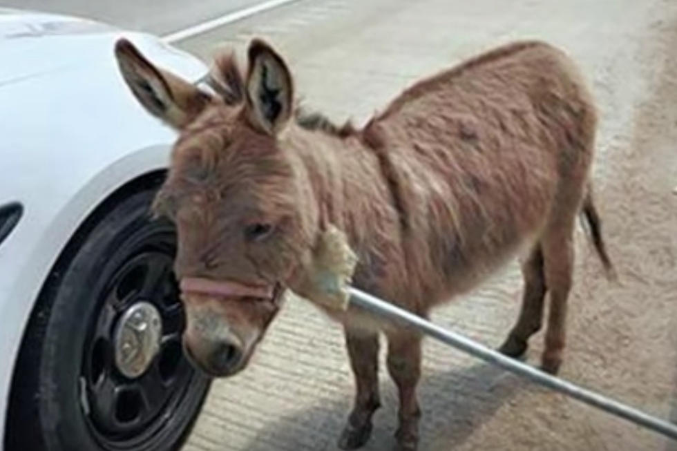 Remember That Time A Random Donkey Was Found Roaming On An I-90 in Illinois?