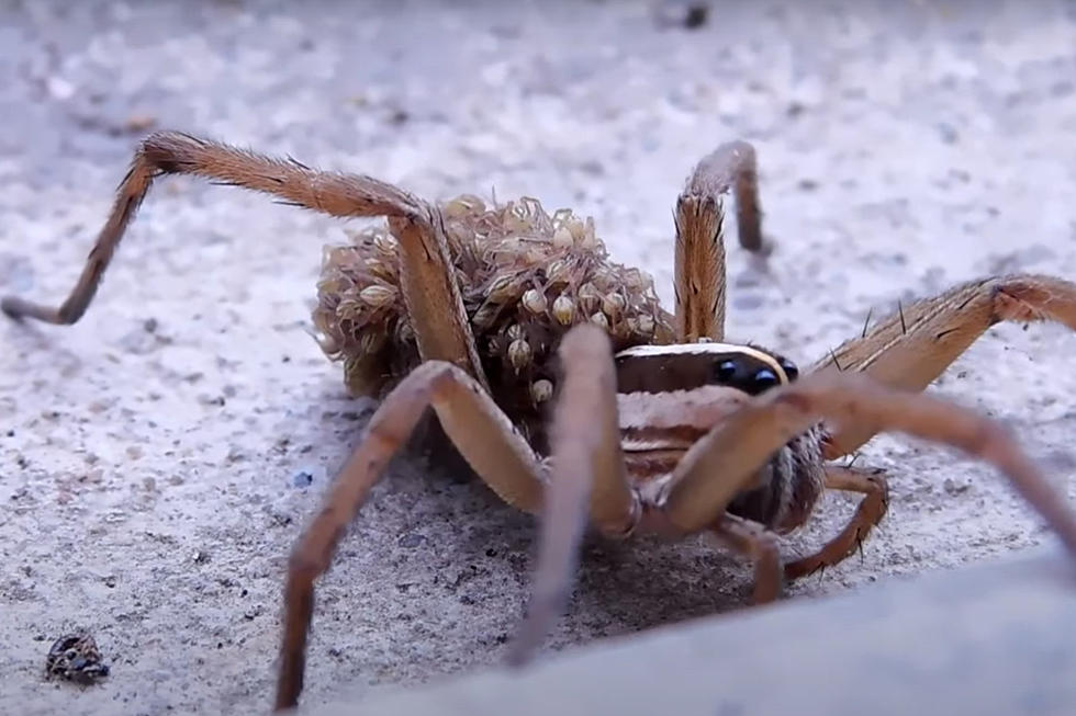 Nightmarish 8-Eyed Wolf Spider May Sneak Into Illinois Homes This Fall