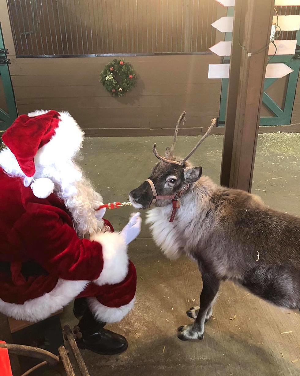 Illinois Zoo Announces Special 'Christmas Town' Experience