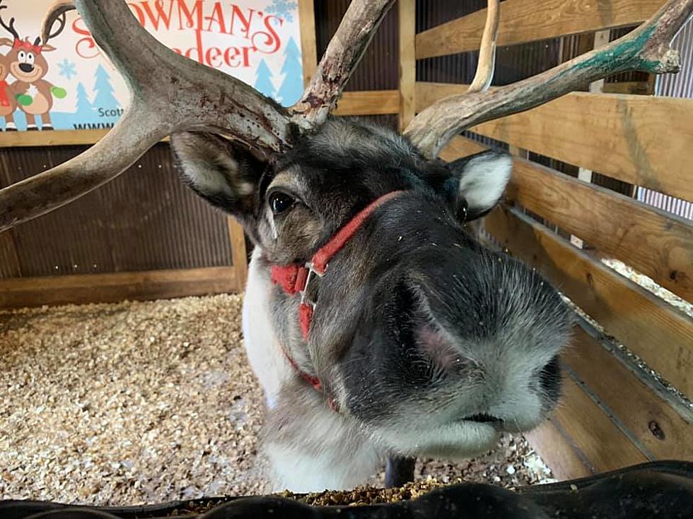 One of Illinois' Reindeer Farms is Full of Christmas Magic