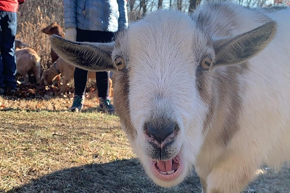 Hike Beautiful Trails in Illinois With Cute &#038; Furry Goats at Your Side