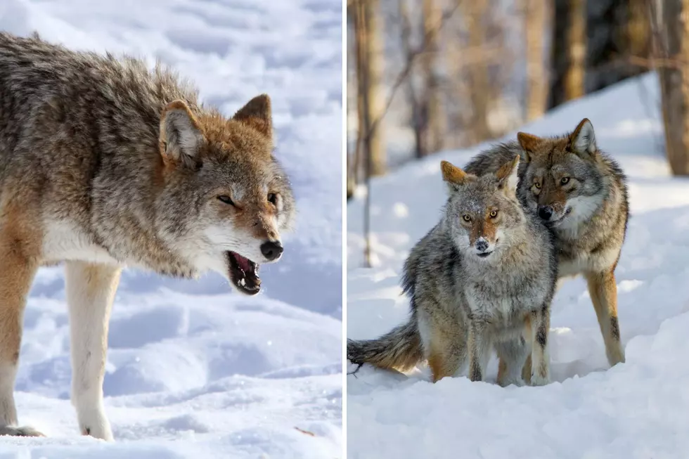 Coyotes Are Now Aggressively Looking for Love in Illinois, So Watch Your Pups!