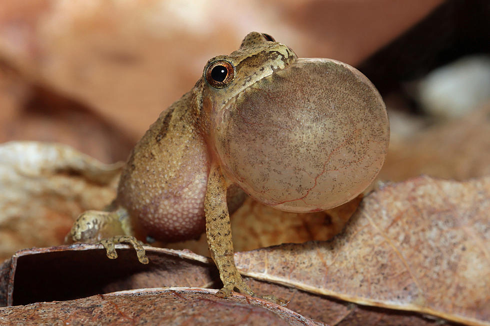 Do You Know What Thousands of Singing Frogs In Illinois Actually Means?
