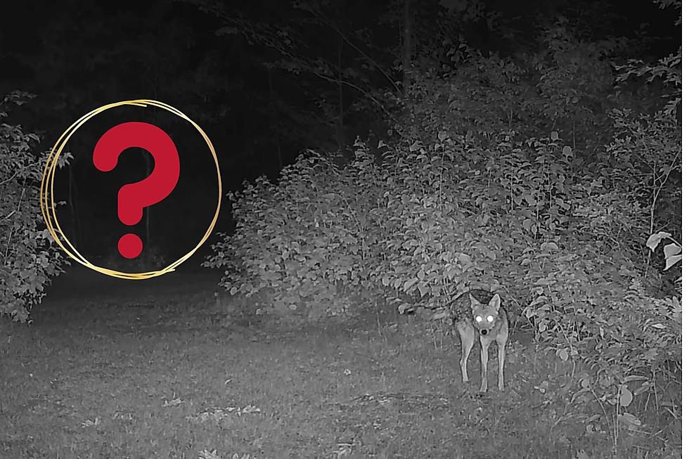 WTH Is This Mysterious Creature Lurking in the Wisconsin Woods?