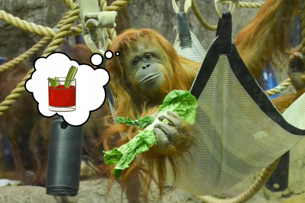 Moms Will Love A Bloody Mary Fest At A Wisconsin Zoo, Guaranteed