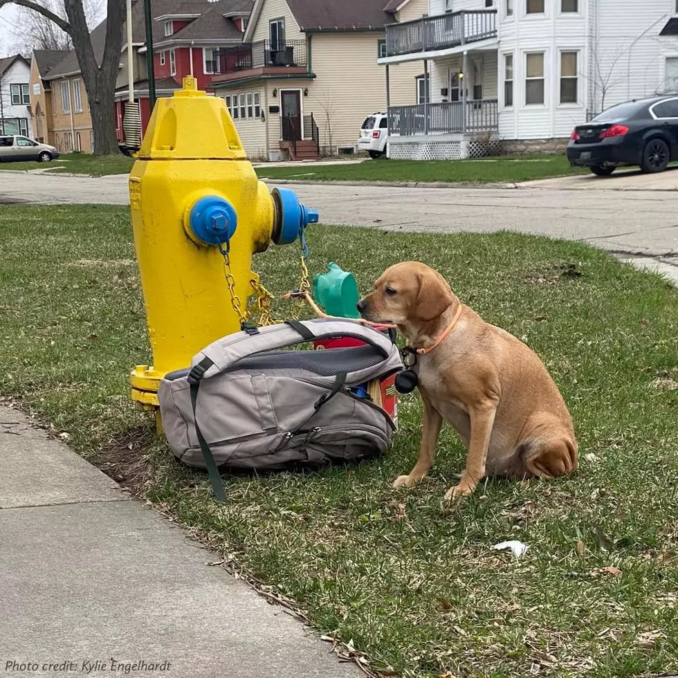 A Shocking Message to the Owners of Wisconsin’s Fire Hydrant Dog