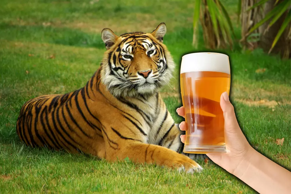 Obsessed With Big Cats? You Can Drink With Them In Wisconsin