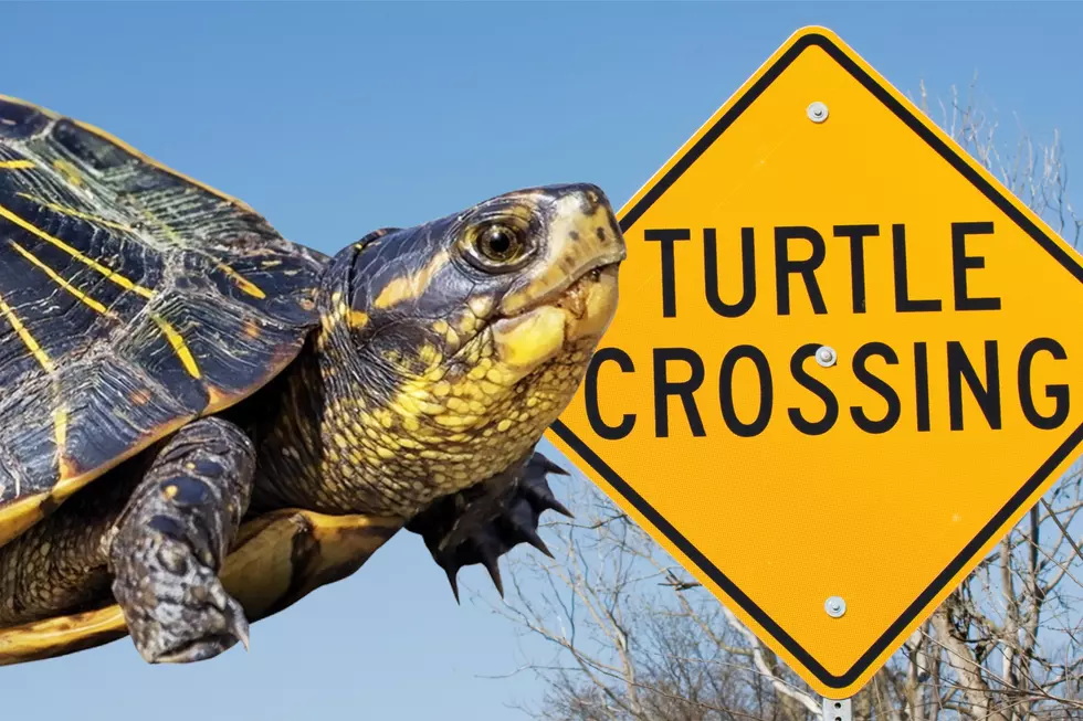 Wisconsin's Turtle Population Is At Risk, But You Can Change That
